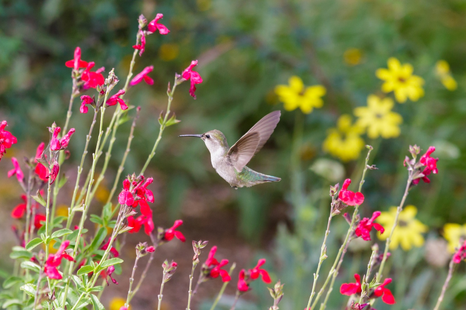 Anna's Hummingbird with red and yellow flowers